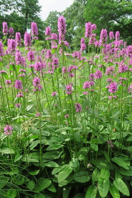 Lammohr (Stachys monieri 'Hummelo)