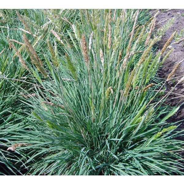 Fakkelgras (Koeleria glauca) - Gartenpflanzen