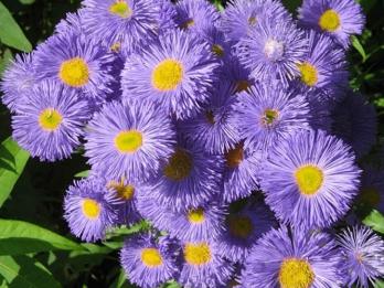 Feinstrahl (Erigeron 'Azure Beauty') - Gartenpflanzen