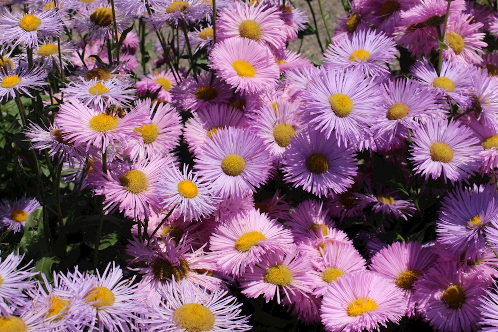 Fijnstraal (Erigeron 'Rosa Juwel') - Tuinplanten