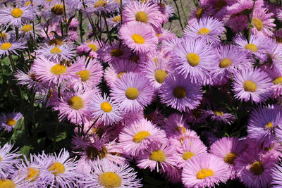 Feiner Rochen (Erigeron 'Rosa Juwel')