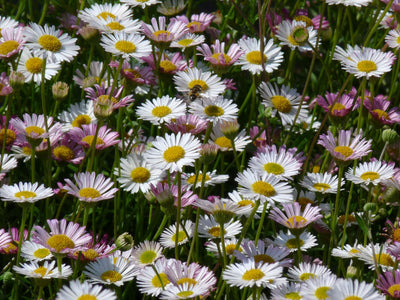 Feinstrahliges Berufkraut (Erigeron karvinskianus)