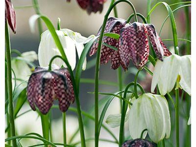 Fritillaria Meleagris - 30 stuks - Bloembollen