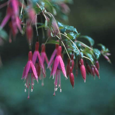 Fuchsie (Fuchsia 'Riccartonii')