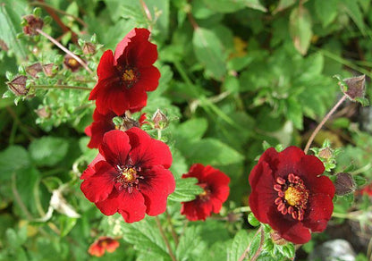 Ganzerik (Potentilla atrosanguinea) - Gartenpflanzen