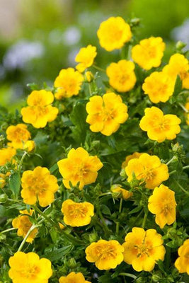 Gänsegans (Potentilla aurea 'Senior')