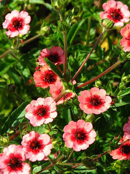 Ganzerik (Potentilla nepalensis 'Miss Willmott') - Gartenpflanzen