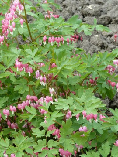 Gebrochene Herzen (Dicentra spectabilis) - Gartenpflanzen