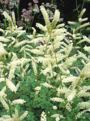 Ziegenbart (Aruncus aethusifolius)