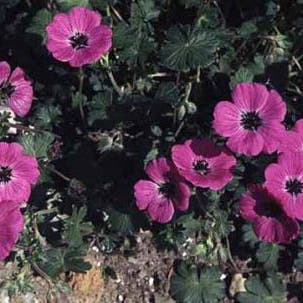 Ooievaarsbek (Geranium cinereum ssp. 'subcaulescens') - Gartenpflanzen
