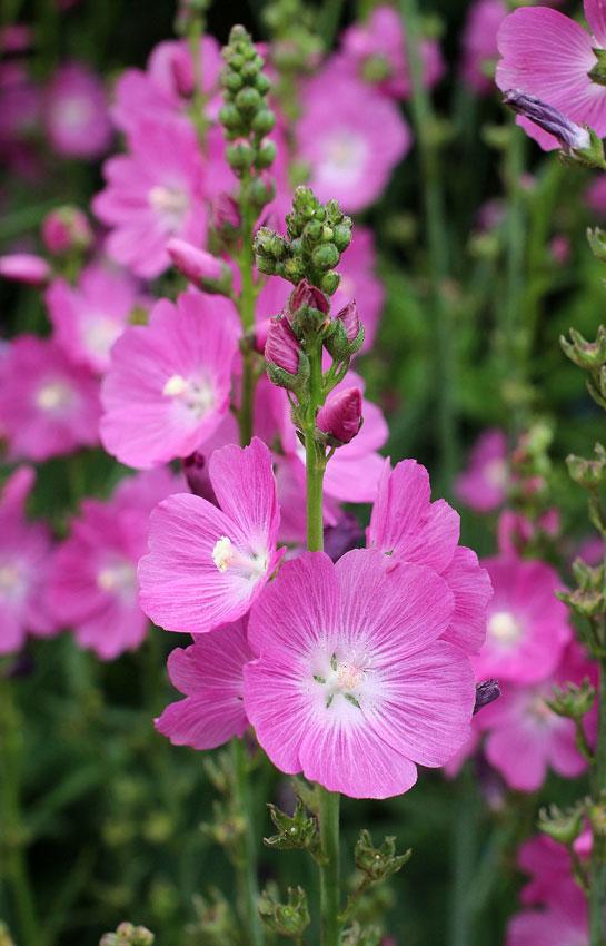 Griekse malva (Sidalcea 'Purpetta') - Tuinplanten
