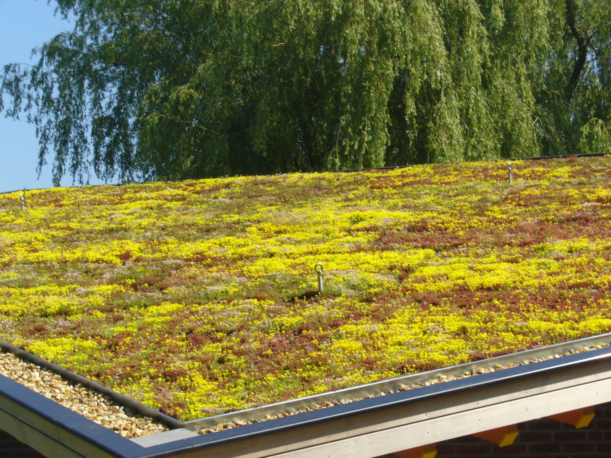 Sedummix lichtgewicht budget pakket - 1m2 - 