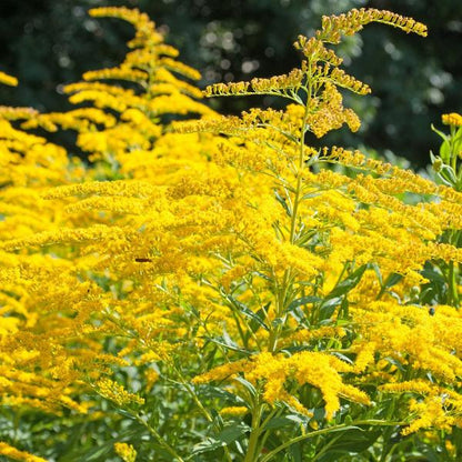 Guldenroede (Solidago 'Goldkind') - Gartenpflanzen