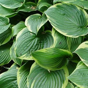 Hartlilie (Hosta 'Fortunei Aureomarginata') - Gartenpflanzen