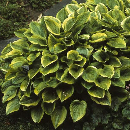 Hartlilie (Hosta 'Golden Tiara') - Gartenpflanzen