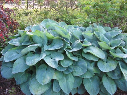 Hartlilie (Hosta sieboldiana 'Elegans') - Gartenpflanzen