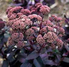 Hemelsleutel (Sedum hybridum 'Purple Emperor') - Gartenpflanzen