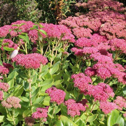 Fetthenne (Sedum spectabile 'Brillant') - Gartenpflanzen