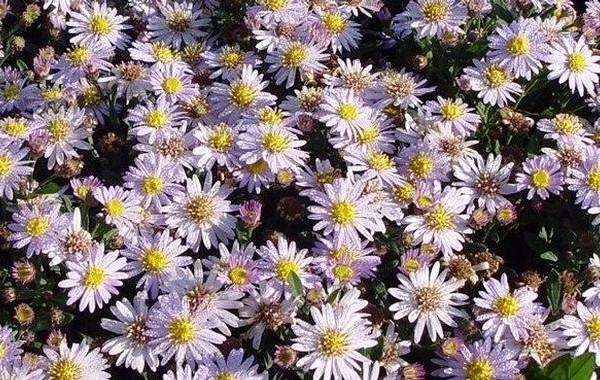 Herfstaser (Aster ageratoides 'Stardust') - Tuinplanten
