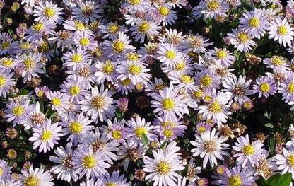 Herbstaster (Aster ageratoides 'Stardust') - Gartenpflanzen