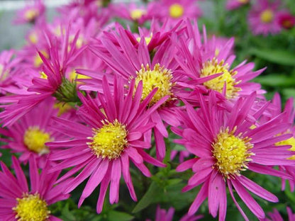 Herbstaster (Aster 'Bahamas') - Gartenpflanzen
