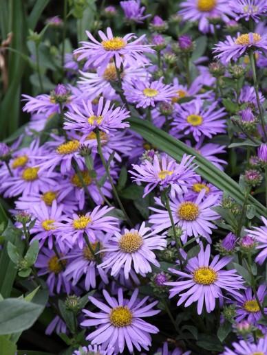 Herbstaster (Aster (D) 'Prof. Anton Kippenberg') - Gartenpflanzen