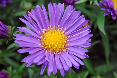 Michaelis-Gänseblümchen (Aster 'Samoa')