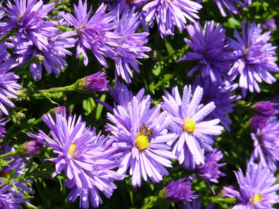 Herbstaster (Aster amellus 'Rudolf Goethe')