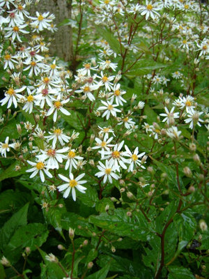 Herbstaster (Aster divaricatus)