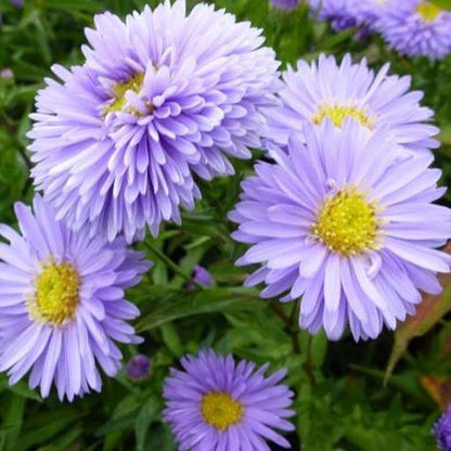 Herbstaster (Aster novi-belgii 'Marie Ballard') - Gartenpflanzen