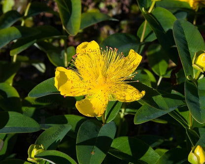 Hertshooi (Hypericum calycinum) - Gartenpflanzen