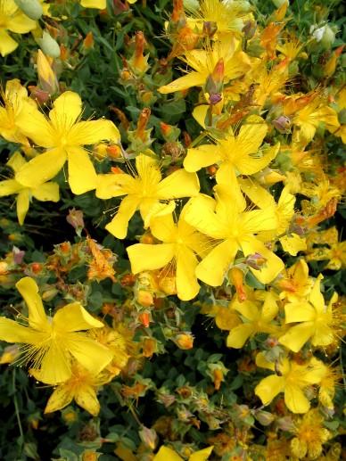 Hertshooi (Hypericum olympicum) - Gartenpflanzen