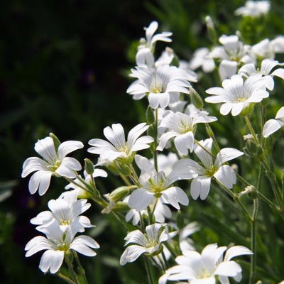 Hornblume (Cerastium tomentosum)