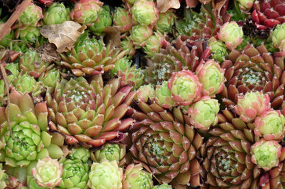 Huiswurz (Sempervivum gemischt) - Gartenpflanzen