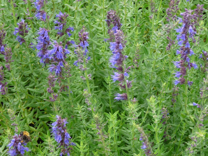 Ysop (Hyssopus officinalis) - Gartenpflanzen
