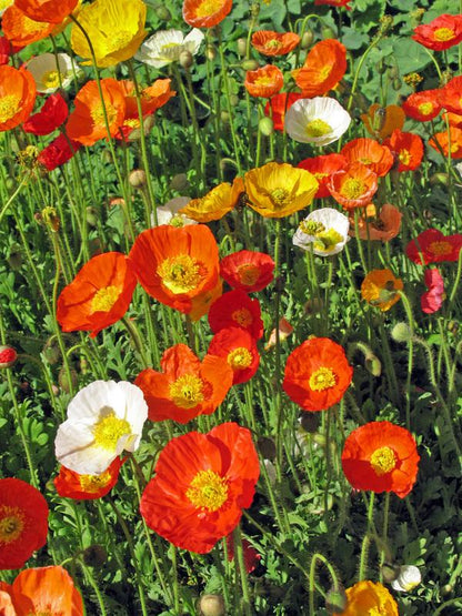Isländischer Mohn (Papaver nudicaule 'Gartenzwerg') - Gartenpflanzen
