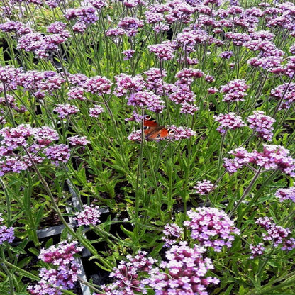 Eisenkraut (Verbena bonariensis) - Gartenpflanzen