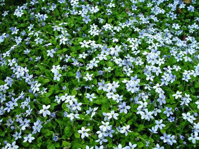 Isotoma (Isotoma fluviatilis) - Gartenpflanzen