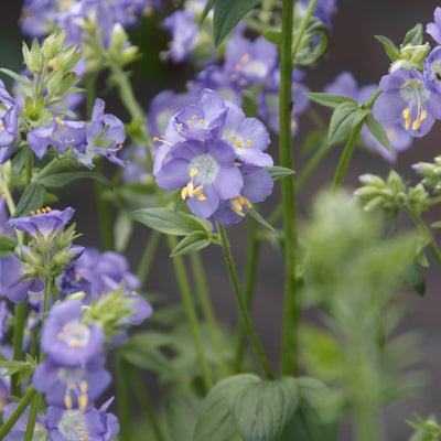 Jakobsleiter (Polemonium reptans 'Blue Pearl') 