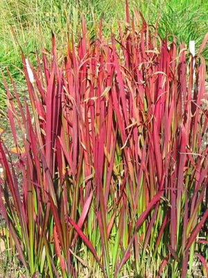 Japanisches Blutgras (Imperata cylindrica 'Red Baron')