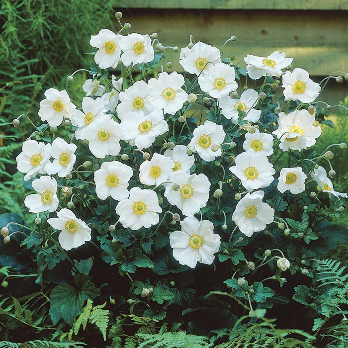 Japanse anemoon (Anemone hup. 'Honorine Jobert') - Tuinplanten