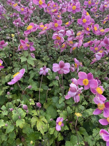 Japanische Anemone (Anemone hup. 'Königin Charlotte') - Gartenpflanzen