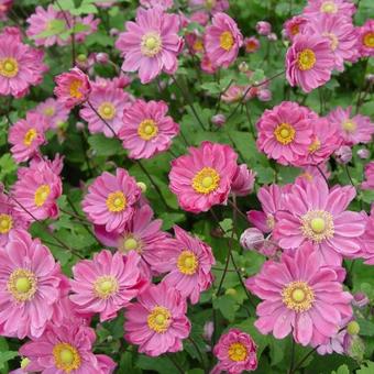 Japanische Anemone (Anemone hup. 'Pamina') - Gartenpflanzen