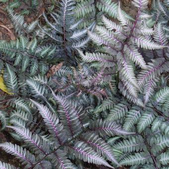 Japanischer Regenbogenfarn (Athyrium niponicum ‘Metallicum’) - Gartenpflanzen