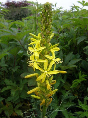 Jonker-Lilie (Asphodeline lutea)