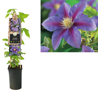 Kletterpflanze Clematis Barbara Jackman (Cowberry)