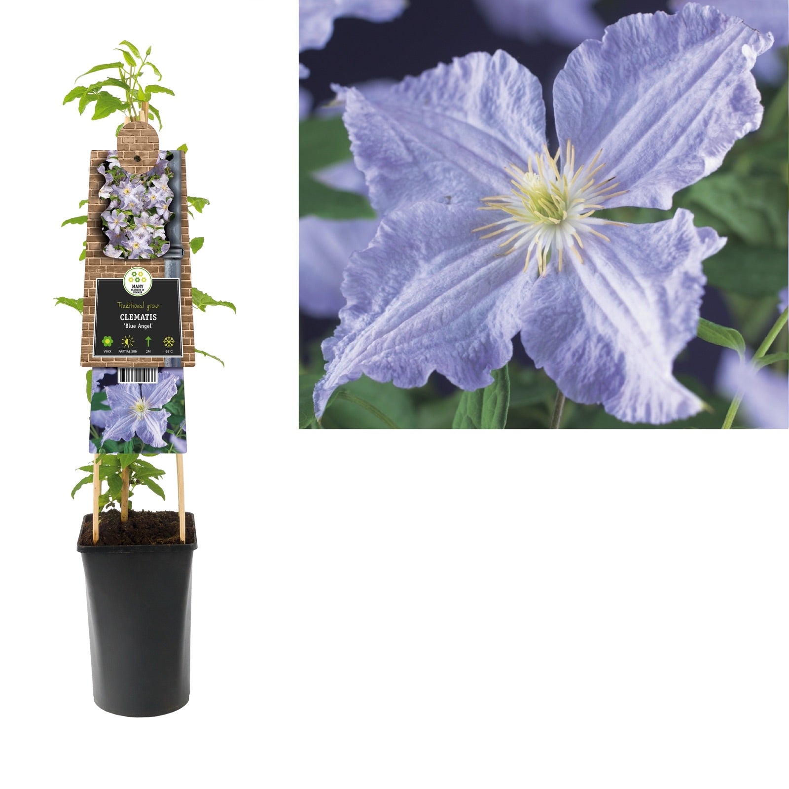 Klimplant Clematis Blue Angel (Bosrank) - Klimplanten
