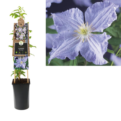 Kletterpflanze Clematis Blue Angel (Waldrebe) - Kletterpflanzen