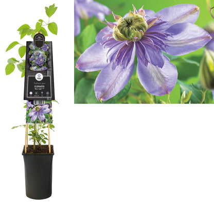 Kletterpflanze Clematis Blue Light PBR (Waldrebe) - Kletterpflanzen