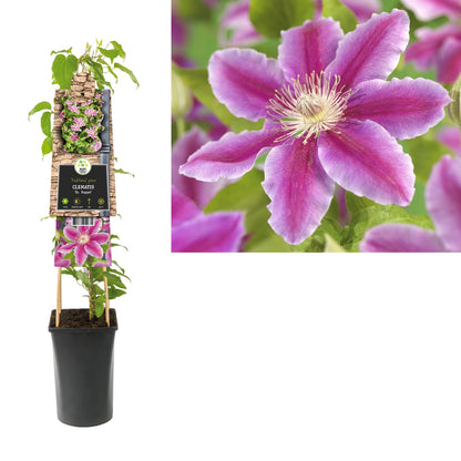 Kletterpflanze Clematis Dr. Ruppel (Waldrebe) - Kletterpflanzen